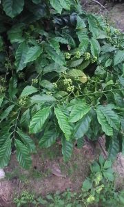 Lush Wayanad coffee branches with green, clustered coffee cherries on the tree, reflecting the coffee gardens behind PM Modi’s Mann Ki Baat 2025.