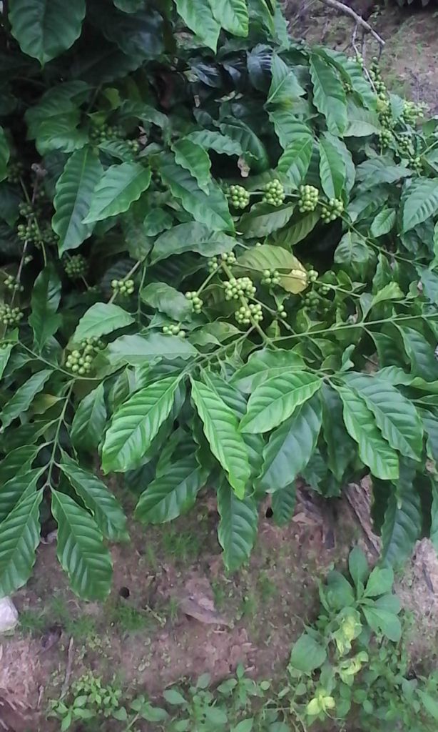 PM Modi Mann Ki Baat 2025: Grab Wayanad Coffee Before It’s Gone