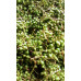 Allspice berries (Bay leaf)